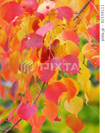 紅葉（ナンキンハゼ） 92559111