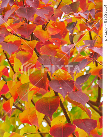 紅葉(ナンキンハゼ) 紅葉(ナンキンハゼ) 92559114
