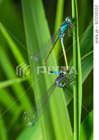 Two dragonflies Zygoptera mate, Odonata is an order of carnivorous insects, encompassing the dragonflies, Anisoptera, and the damselflies, Zygoptera Two dragonflies Zygoptera mate, Odonata is an order of carnivorous insects, encompassing the dragonflies, Anisoptera, and the damselflies, Zygoptera 92559203