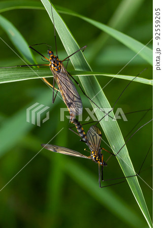 A female mosquito nephrotoma with long legs hid under a leaf of grass A female mosquito nephrotoma with long legs hid under a leaf of grass 92559205