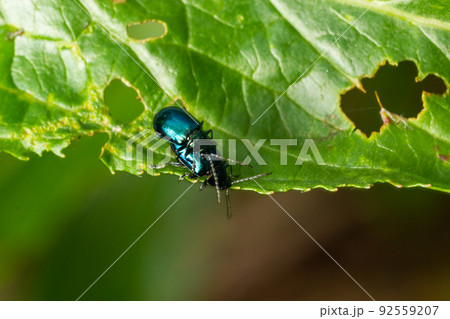 Altica is a large genus of lice in the subfamily Galerucinae, with about 300 species, distributed almost worldwide 92559207