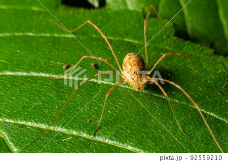 spider Opiliones on a leaf in detail. summer day in the forest spider Opiliones on a leaf in detail. summer day in the forest 92559210