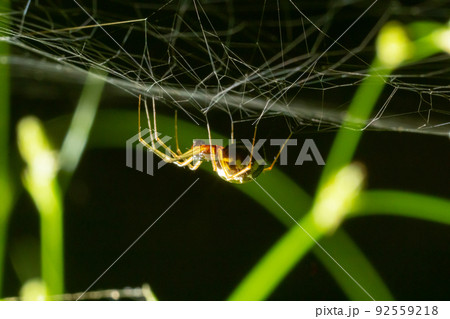 Closeup of the spider Enoplognatha ovata or the similar Enoplognatha latimana, family Theridiidae. On the underside of a leaf of common ragwort Jacobaea vulgaris. July Closeup of the spider Enoplognatha ovata or the similar Enoplognatha latimana, family Theridiidae. On the underside of a leaf of common ragwort Jacobaea vulgaris. July 92559218