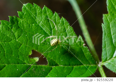 Closeup of the spider Enoplognatha ovata or the similar Enoplognatha latimana, family Theridiidae. On the underside of a leaf of common ragwort Jacobaea vulgaris. July 92559220