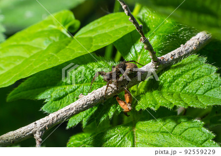 A nursery web spider Pisaura mirabilis seen carrying her egg sac in July 92559229