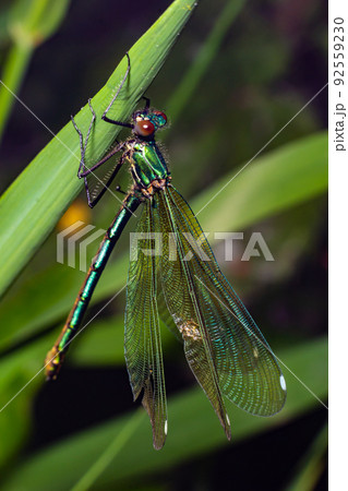 Banded demoiselle, Calopteryx splendens, sitting on a blade of grass. Beautiful blue demoiselle in its habitat. Insect portrait with soft green background. Wildlife scene from nature Banded demoiselle, Calopteryx splendens, sitting on a blade of grass. Beautiful blue demoiselle in its habitat. Insect portrait with soft green background. Wildlife scene from nature 92559230