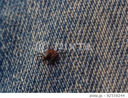 The parasite mite sits on a persons skin. infection carrier. Ixodes ricinus 92559244