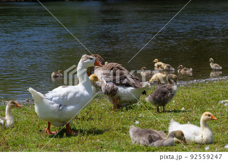 Angry goose protects goslings outdoors on a green meadow. Countryside concept, domestic goose with gosligs Angry goose protects goslings outdoors on a green meadow. Countryside concept, domestic goose with gosligs 92559247