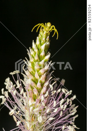 Spider Misumena vatia goldenrod crab spider or flower is a species of crab spider with holarctic distribution, belongs to the family Thomisidae 92559254