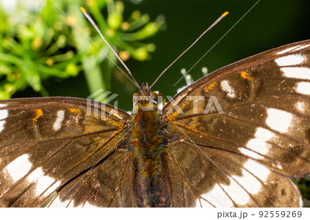 Closeup of a white admiral butterfly, Limenitis camilla with open wings on a green leaf 92559269