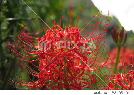 ヒガンバナ(リコリス) ヒガンバナ(リコリス) 92559550