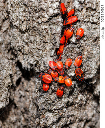 A colony of bright red forest bugs on the bark of a tree. 92559593