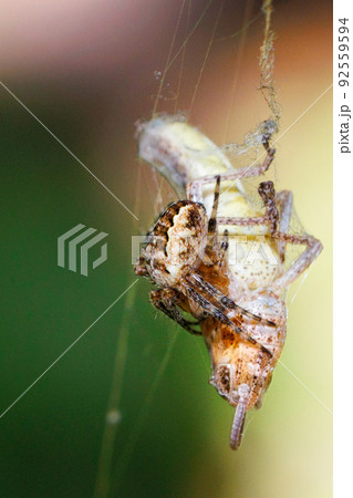 The spider has caught a locust grasshopper and is wrapping its web around it. 92559594