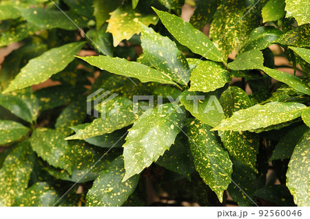 アオキ（フイリアオキ　自然質感） 92560046