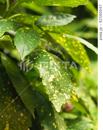 アオキ（フイリアオキ　自然質感） 92560047