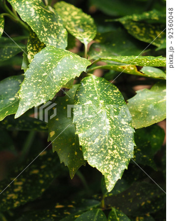 アオキ（フイリアオキ　自然質感） 92560048