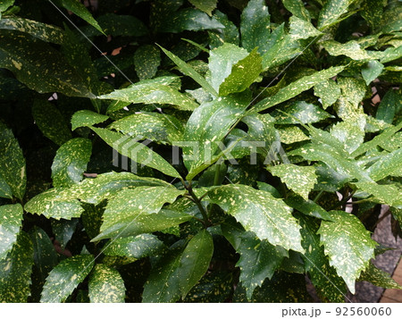 アオキ（フイリアオキ　自然質感） 92560060