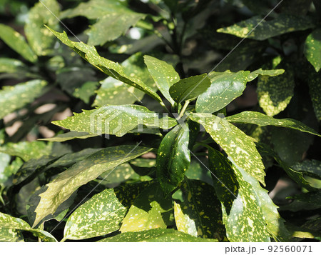 アオキ（フイリアオキ　自然質感） 92560071