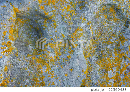 lichen presumably on quartzite sandstone surface under direct sunlight - full-frame texture and background 92560483