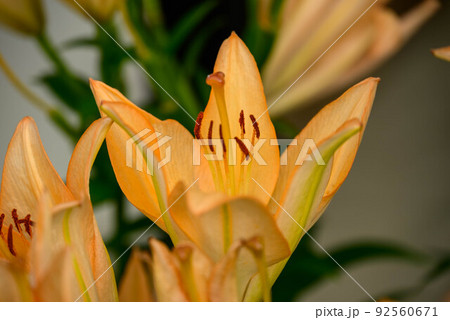 2022年百合 92560671