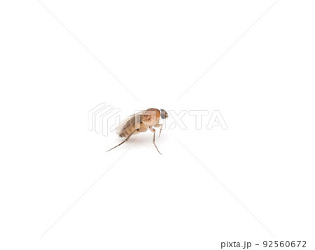 屋内に発生した害虫コバエ（ハエ目ノミバエ科の一種）のアップ写真 92560672