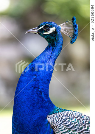 Indian Peacock or Blue Peacock, Pavo cristatus 92560694
