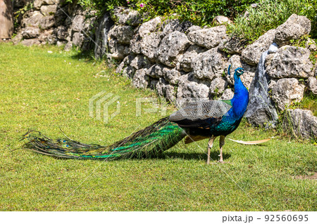 Indian Peacock or Blue Peacock, Pavo cristatus 92560695