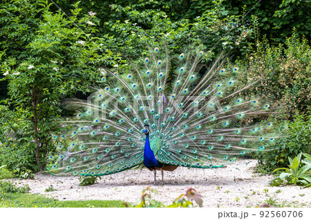 Indian Peacock or Blue Peacock, Pavo cristatus Indian Peacock or Blue Peacock, Pavo cristatus 92560706