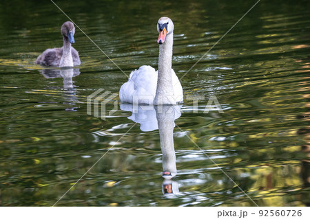 Mute swan, Cygnus olor swimming on a lake in Munich, Germany 92560726