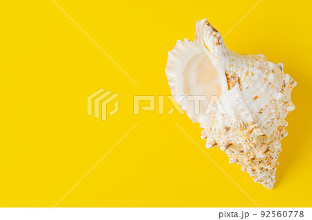 A large seashell on a yellow background. Copy space A large seashell on a yellow background. Copy space 92560778