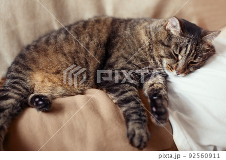 cute gray domestic cat is sleeping on the chest of the owner 92560911