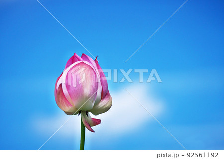 ピンクのハスの花(夏、七月) ピンクのハスの花(夏、七月) 92561192