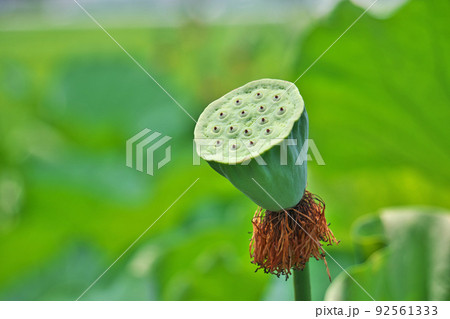 緑色のハスの花托（夏、七月） 92561333