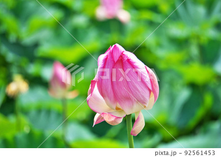 強い風に煽られているハスの花（夏、七月） 92561453