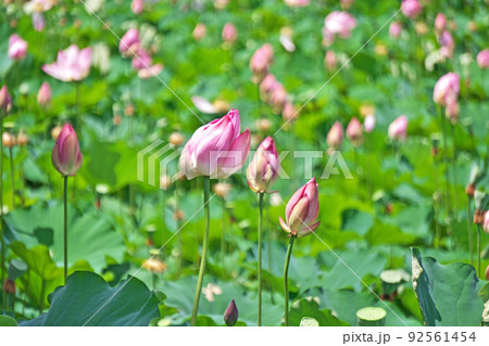 強い風に煽られているハスの花(夏、七月) 強い風に煽られているハスの花(夏、七月) 92561454
