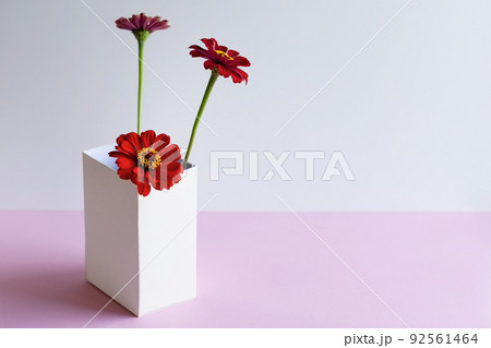 Red tsinia flower in a white box on a pink background 92561464
