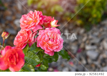 Pink rose blooms in the garden on a sunny summer day 92561492