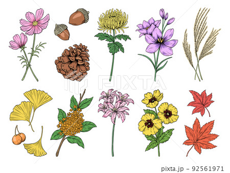 秋の花や植物 ベクターのイラストレーション 線画と塗り 秋の挿絵のセット のイラスト素材