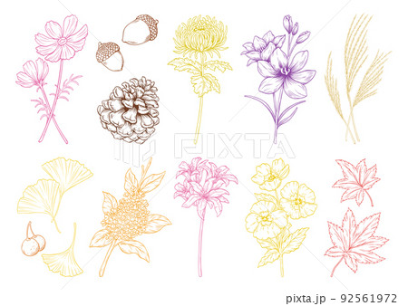 秋の花や植物, ベクターのイラストレーション, カラー線画, 秋の挿絵のセット. 92561972