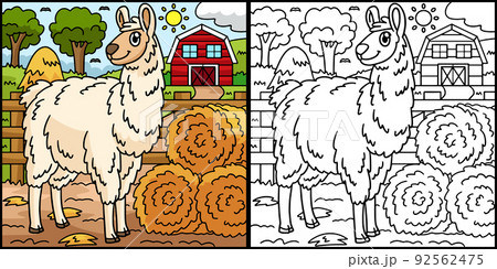 Llama Coloring Page Colored Illustration Llama Coloring Page Colored Illustration 92562475