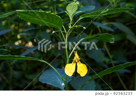 森の中で咲く黄色いキツリフネの花 92563235