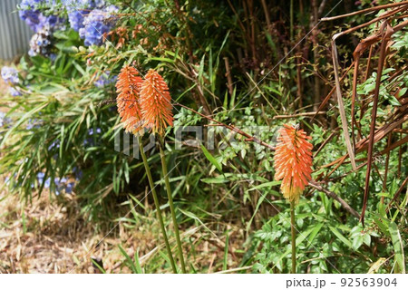 トリトマの花 トリトマの花 92563904