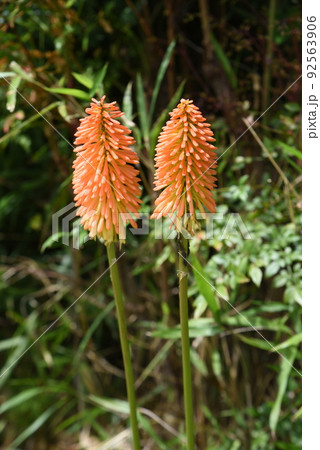 トリトマの花 トリトマの花 92563906