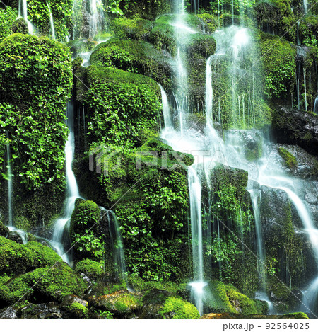 コケ コケの滝 実費ダンポクポ 92564025