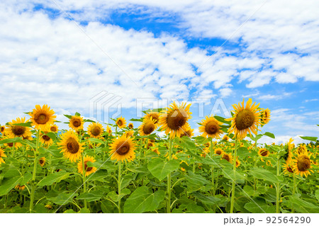 夏のひまわり畑 夏のひまわり畑 92564290