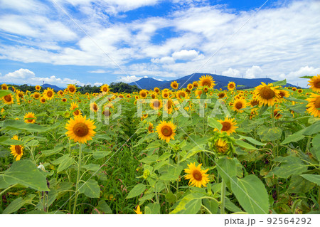 夏のヒマワリ畑 夏のヒマワリ畑 92564292