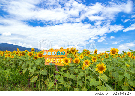 丹生の丘のひまわり畑 92564327