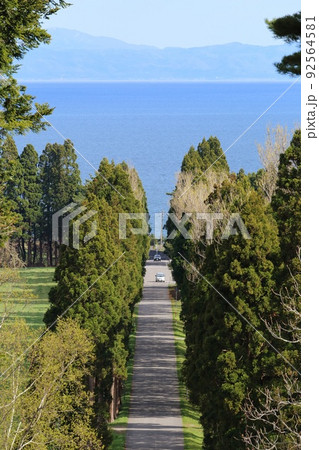 北海道　北斗　トラピスト修道院の並木道 92564581