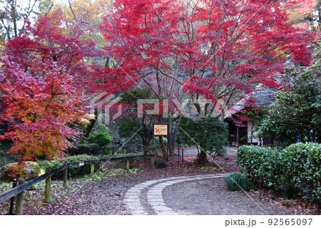町田市薬師池公園色彩の杜 旧荻野家住宅と色鮮やかな紅葉 町田市薬師池公園色彩の杜 旧荻野家住宅と色鮮やかな紅葉 92565097