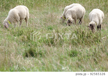 ヒツジ 92565326